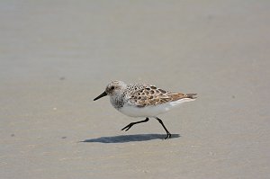 Sandpiper, Saanderling, 2014-05101599 Cedar Island Ferry Terminal, NC